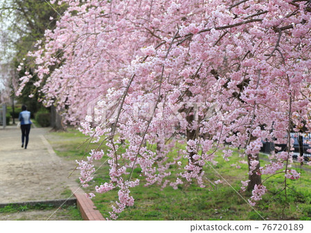 仙台市築地丘公園的櫻花 仙台市築地丘公園的櫻花 76720189