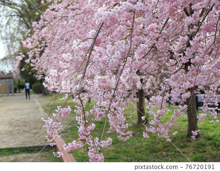 仙台市築地丘公園的櫻花 仙台市築地丘公園的櫻花 76720191
