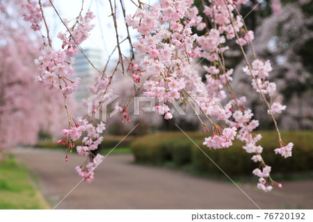 仙台市築地丘公園的櫻花 仙台市築地丘公園的櫻花 76720192
