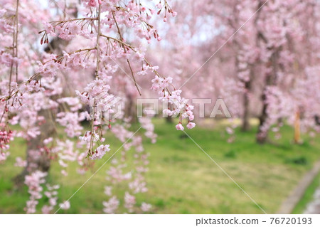 仙台市築地丘公園的櫻花 仙台市築地丘公園的櫻花 76720193