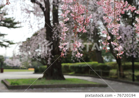 仙台市築地丘公園的櫻花 仙台市築地丘公園的櫻花 76720194