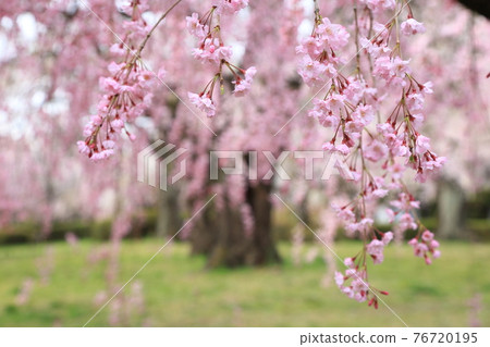 仙台市築地丘公園的櫻花 76720195