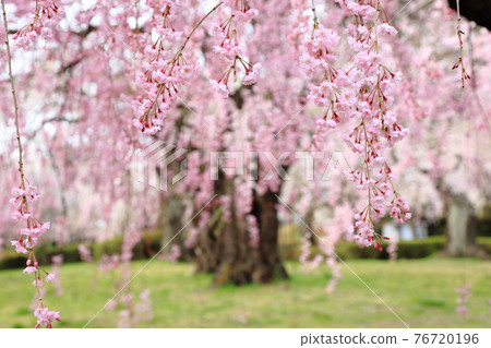 Sakura in Tsutsujigaoka Park, Sendai City Sakura in Tsutsujigaoka Park, Sendai City 76720196