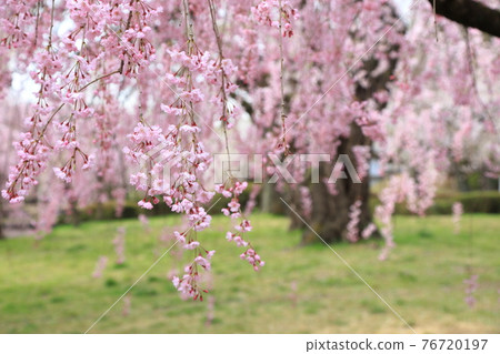 Sakura in Tsutsujigaoka Park, Sendai City Sakura in Tsutsujigaoka Park, Sendai City 76720197