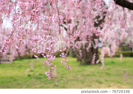 Sakura in Tsutsujigaoka Park, Sendai City Sakura in Tsutsujigaoka Park, Sendai City 76720198