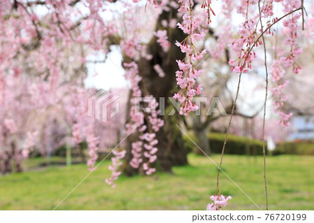 仙台市築地丘公園的櫻花 76720199