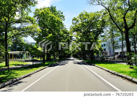 Hokkaido University Campus Central Road Hokkaido University Campus Central Road 76720265