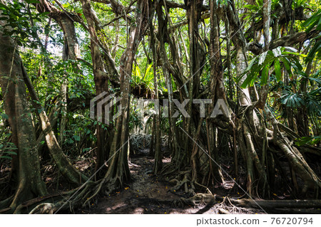 100 years banyan tree at little amazon, Phang Nga 100 years banyan tree at little amazon, Phang Nga 76720794