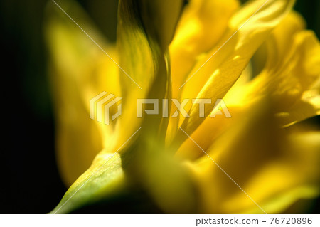 Narcissus flowers seen from the back 76720896