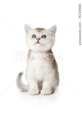 Sweet Scottish kitten with blue eyes sitting on white 76720900