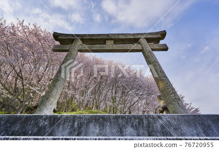 Beautifully blooming cherry blossoms behind the torii gate of the shrine Beautifully blooming cherry blossoms behind the torii gate of the shrine 76720955