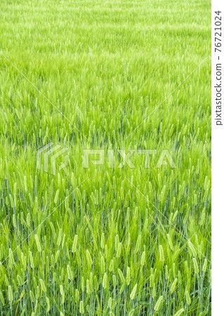 Barley wheat field 76721024