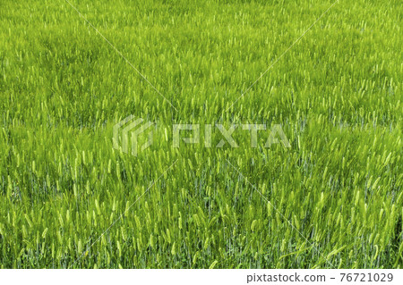 Barley wheat field Barley wheat field 76721029