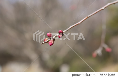 Red plum bud Red plum bud 76721066