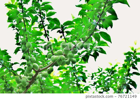 A lot of plum fruits in the plum field in the park 76721149