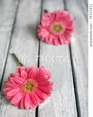 pink gerbera daisy flowers on wooden background pink gerbera daisy flowers on wooden background 76721412