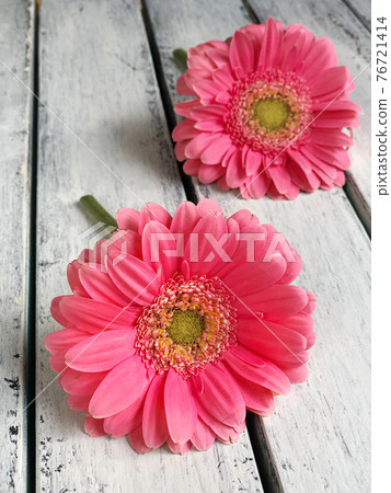 pink gerbera daisy flowers on wooden background pink gerbera daisy flowers on wooden background 76721414