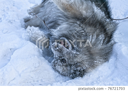 Keeshond dog plays in the snow and rejoices lying on its back Keeshond dog plays in the snow and rejoices lying on its back 76721703