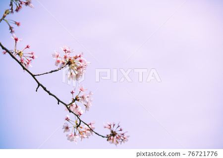 背景紋理櫻花 76721776