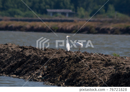 The great egret, or white egret, stands on the dike for prey. The great egret, or white egret, stands on the dike for prey. 76721828