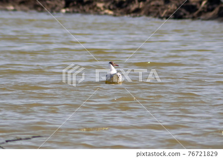 Brown-headed Gull floats in an aquaculture pond, Samut Sakhon, Thailand. Brown-headed Gull floats in an aquaculture pond, Samut Sakhon, Thailand. 76721829