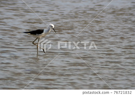 White-headed Stilt (Himantopus himantopus leucocephalus) wading in shallow water in an aquaculture pond, Samut Sakhon, Thailand. White-headed Stilt (Himantopus himantopus leucocephalus) wading in shallow water in an aquaculture pond, Samut Sakhon, Thailand. 76721832