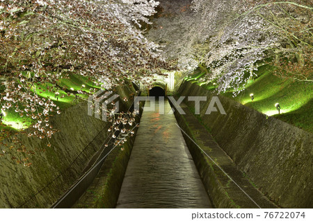 大津/琵琶湖運河疏水夜櫻 76722074