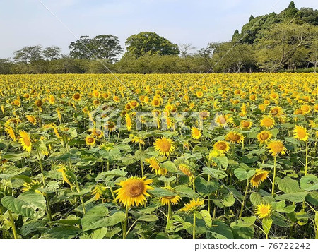 一個向日葵領域 76722242