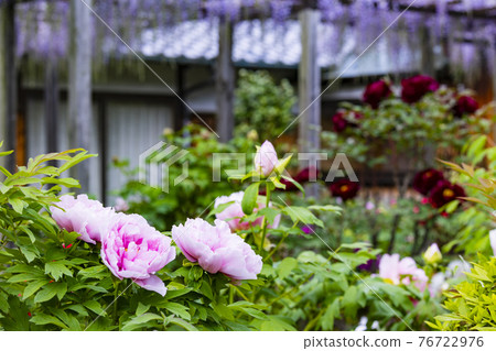 修光寺盛開的牡丹 76722976