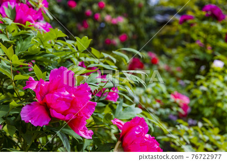 修光寺盛開的牡丹 76722977