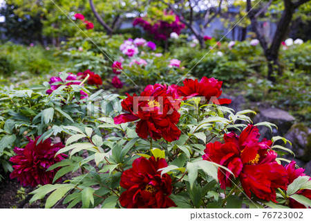 A peony in full bloom at Sekko-ji Temple A peony in full bloom at Sekko-ji Temple 76723002