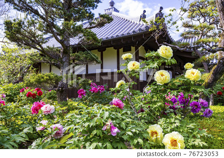 A peony in full bloom at Sekko-ji Temple A peony in full bloom at Sekko-ji Temple 76723053