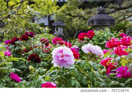 修光寺盛開的牡丹 76723074