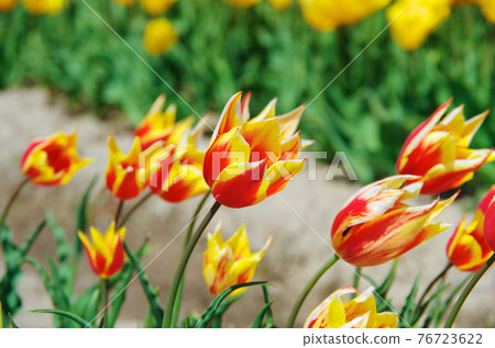 [Variety: Sinaeda King] Tulips with bright yellow and red lily-blooming petals fluttering in the wind 76723622