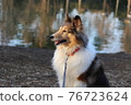 Sheltie 76723624