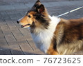 Sheltie 76723625