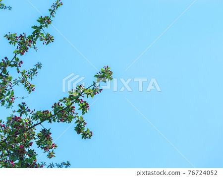 The spring background of the apple tree blossom against the blue and clear sky. 76724052