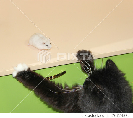 small hamster makes friendship with cat. Love of pets. Pet life small hamster makes friendship with cat. Love of pets. Pet life 76724823