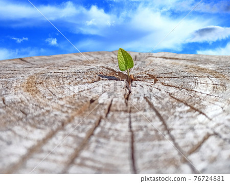 Leaf growing in place of sawn tree. Ecological problems. Deforestation Leaf growing in place of sawn tree. Ecological problems. Deforestation 76724881