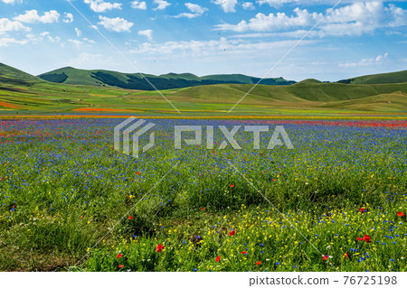 Lentil flowering with poppies and cornflowers in Castelluccio di Norcia, Italy Lentil flowering with poppies and cornflowers in Castelluccio di Norcia, Italy 76725198