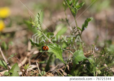 Spring afternoon when I found a ladybugs in the grass 76725344