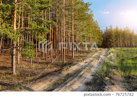 Countryside sand dirt road on edge of conifeous forest or pine woodland at nature national park on warm sunny summer sunrise or sunset. Country scenic woods path Countryside sand dirt road on edge of conifeous forest or pine woodland at nature national park on warm sunny summer sunrise or sunset. Country scenic woods path 76725782