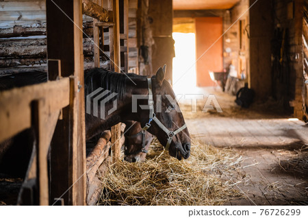 View of a village stable bathed in sunlight on a summer day 76726299