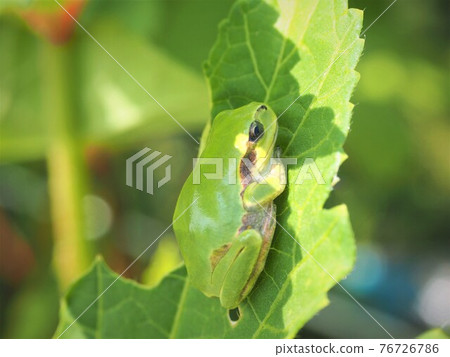 一隻青蛙蹲在葉子上 一隻青蛙蹲在葉子上 76726786