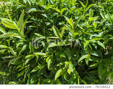 Fresh green texture Fresh green texture 76726812