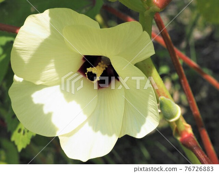 Okra flowers in the morning in full bloom 76726883