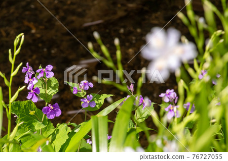 Petals on the shore 76727055