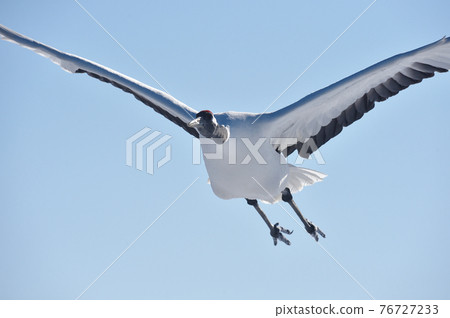 Tan butterfly (Hokkaido · Tsurui) Tan butterfly (Hokkaido · Tsurui) 76727233