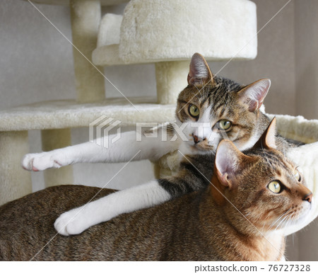9-month-old Sabatra kitten, a male cat relaxing in a cat tower 9-month-old Sabatra kitten, a male cat relaxing in a cat tower 76727328