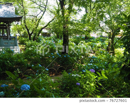 Hydrangea of Myorakuji Temple in Kawasaki City Hydrangea of Myorakuji Temple in Kawasaki City 76727601